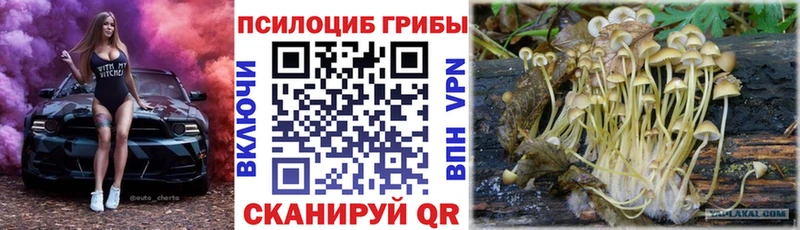 где продают   Пучеж  Псилоцибиновые грибы мухоморы 
